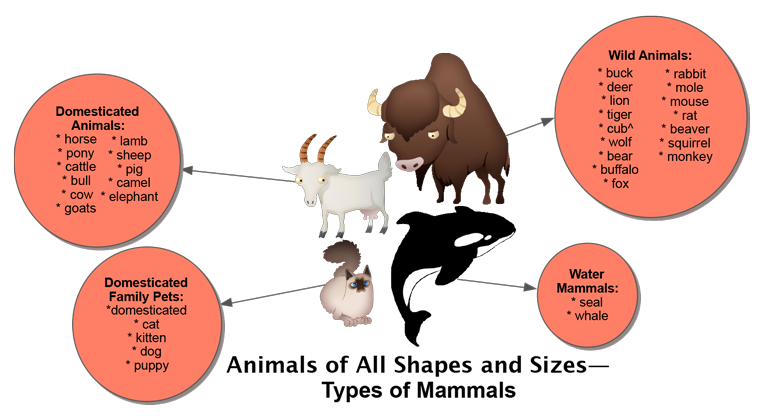 Animals Types of Mammals