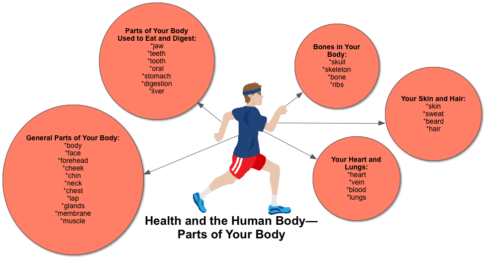 HEALTH-Parts-of-Your-Body.png