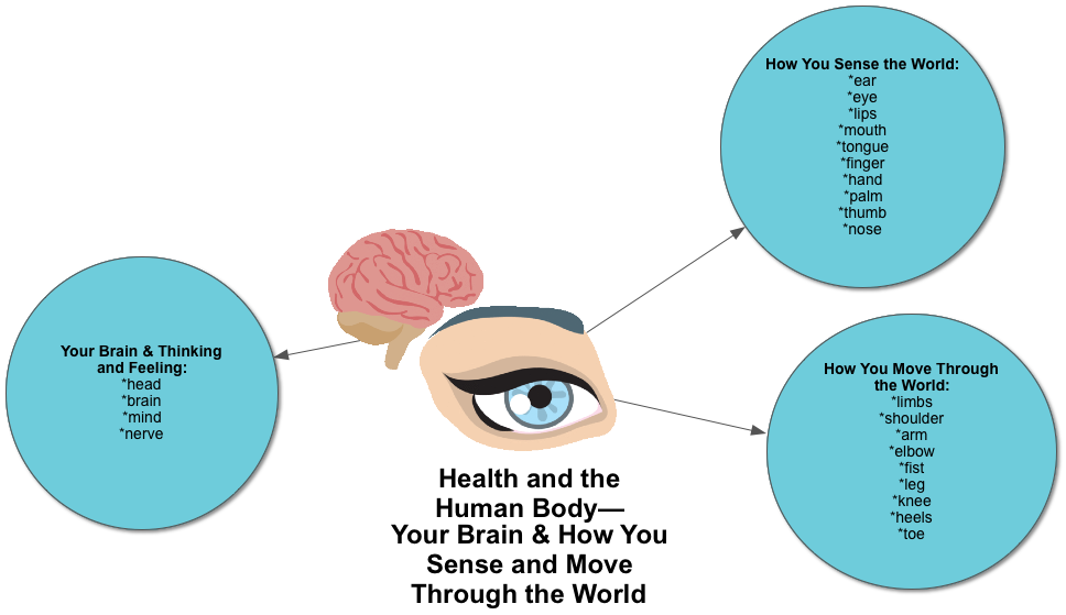 HEALTH-Your-Brain-and-How-You-Sense-and-Move-Through-the-World.png