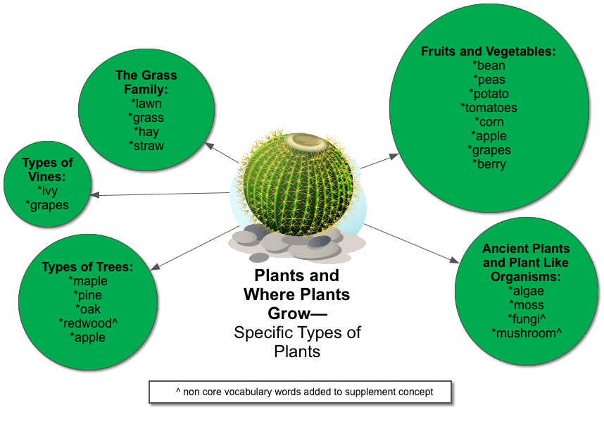 PLANTS-Specific-Types-of-Plants.png