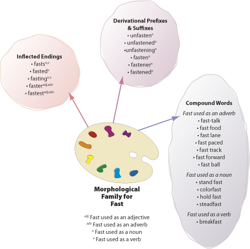 E4 Fast Morphology Web